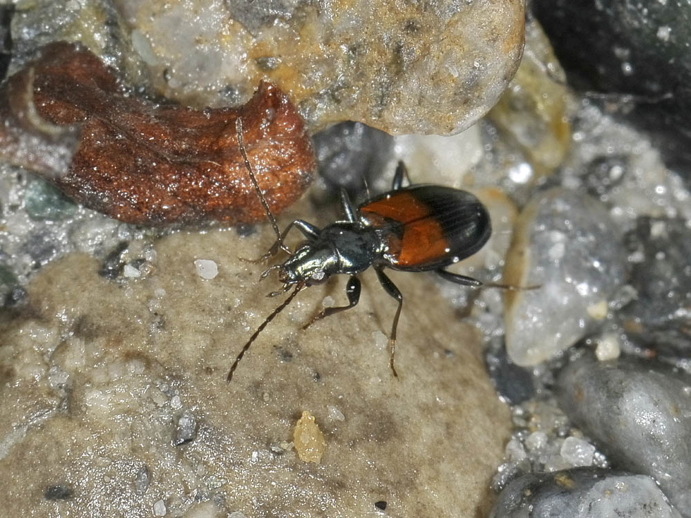 Ocydromus (Bembidionetolitzkya) varicolor varicolor